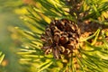 Cone On Branch Of Pine Mountain Pinus Mugo Grow In Garden. Royalty Free Stock Photo