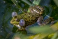 COne breeding male pool frog Pelophylax lessonae is croaking with vocal sacs in the pond at Lausanne, Switzerland. Royalty Free Stock Photo