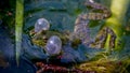 COne breeding male pool frog Pelophylax lessonae is croaking with vocal sacs in the pond at Lausanne, Switzerland. Royalty Free Stock Photo