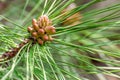 Cone bud on the branches of fir trees Royalty Free Stock Photo