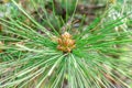 Cone bud on the branches of fir trees Royalty Free Stock Photo