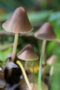 Cone cap - Conocybe Royalty Free Stock Photo