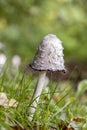 Cone cap wild bell shaped ink fungus