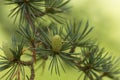 Cone of a Cedar Cedrus libani Royalty Free Stock Photo