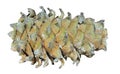 Cone of cedar pine 8 Royalty Free Stock Photo