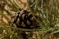 Cone of a cedar tree macro. Pine cone close up