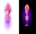 Cone cells. Vector Royalty Free Stock Photo