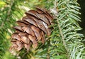 A cone of a Douglas-Fir tree, Pseudotsuga menziesii, growing in woodland in the UK. Royalty Free Stock Photo