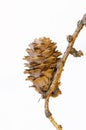 Cone of european larch on white