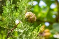 cone of evergreen cypress on twig close up Royalty Free Stock Photo