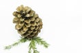 Cone with fir twig