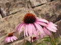 Cone flower Royalty Free Stock Photo