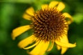 Cone flower close up in the summer Royalty Free Stock Photo