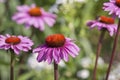 Cone flower Echinacea In Bright Sunlight