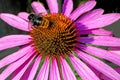 Cone flower, Echinacea purpurea Royalty Free Stock Photo