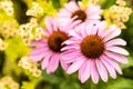 Cone flower, Echinacea purpurea Royalty Free Stock Photo