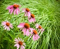 Cone flowers in a garden