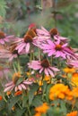 Cone Flowers in Garden