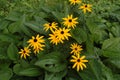 These cone flowers (Rudbeckia fulgida âGoldsturmâ) are yellow as the sun