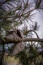 Pinecone on a tree, isolated Royalty Free Stock Photo