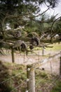 Pinecone on a tree, isolated Royalty Free Stock Photo