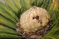 Cone with fruits of female cycas revoluta cycadaceae sago palm Royalty Free Stock Photo