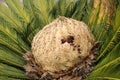 Cone with fruits of female cycas revoluta cycadaceae sago palm Royalty Free Stock Photo