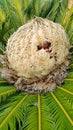 Cone with fruits of female cycas revoluta cycadaceae sago palm Royalty Free Stock Photo