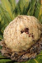 Cone with fruits of female cycas revoluta cycadaceae sago palm Royalty Free Stock Photo