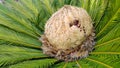 Cone with fruits of female cycas revoluta cycadaceae sago palm Royalty Free Stock Photo