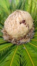 Cone with fruits and foliage of cycas revoluta cycadaceae sago palm Royalty Free Stock Photo