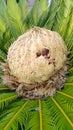 Cone with fruits and foliage of cycas revoluta cycadaceae sago palm Royalty Free Stock Photo