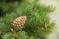 Cone growing on fir branch outdoors, closeup