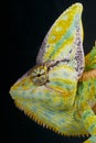 Cone-head chameleon / Chamaeleo calyptratus