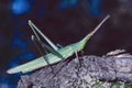 Cone-headed grasshopper, Acrida mediterranea