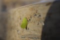 Cone-Headed Green Planthopper bug