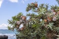 Cone of juniperus oxycedrus macrocarpa