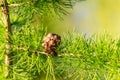 A cone on a larch. Natural background.