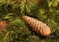 Cone long brown conic on fluffy fir branch close-up christmas design greeting card festive colorful