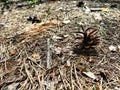 A cone lying on a forest path, flowers or inflorescences, forest, macro