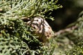 Cone of a Mediterranean cypress Royalty Free Stock Photo