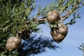 Cone of mediterranean cypress Royalty Free Stock Photo