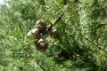 Cone of mediterranean cypress Royalty Free Stock Photo