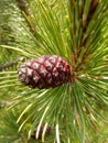 Fir Cone miniature in west slovakian mountains Royalty Free Stock Photo