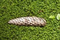 Cone on the moss Royalty Free Stock Photo