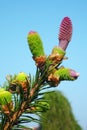 Cone of Norway spruce