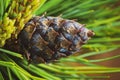 Cone with nut of dwarf stone pine Pinus Pumila. Close-up floral background, Christmas mood Royalty Free Stock Photo