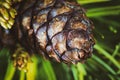 Cone with nut of Japanese Stone Pine Pinus Pumila. Closeup natural floral background, Christmas spirit Royalty Free Stock Photo