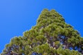 Cone Pine Royalty Free Stock Photo