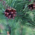 Cone on pine branch